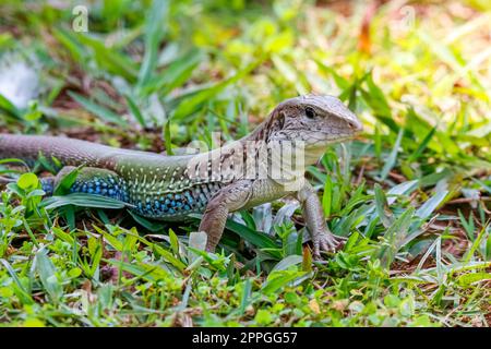 Nahaufnahme eines grünen Dschungelläufers im grünen Gras, Jardim d`Amazonia, San Jose do Rio Claro, Mato Grosso, Brasilien Stockfoto